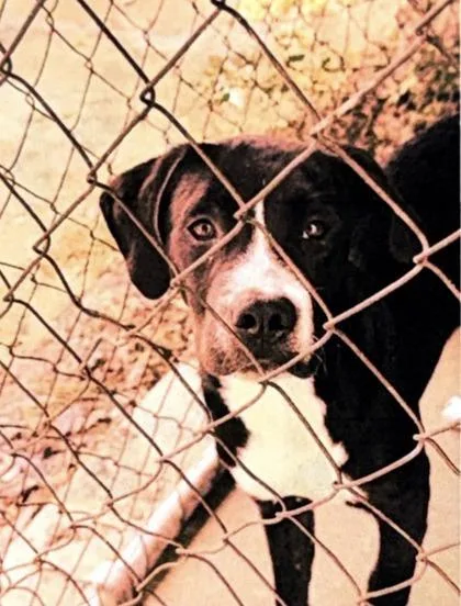 A young medium-sized female Labrador Retriever dog named Missta for adoption in Daytona Beach, FL