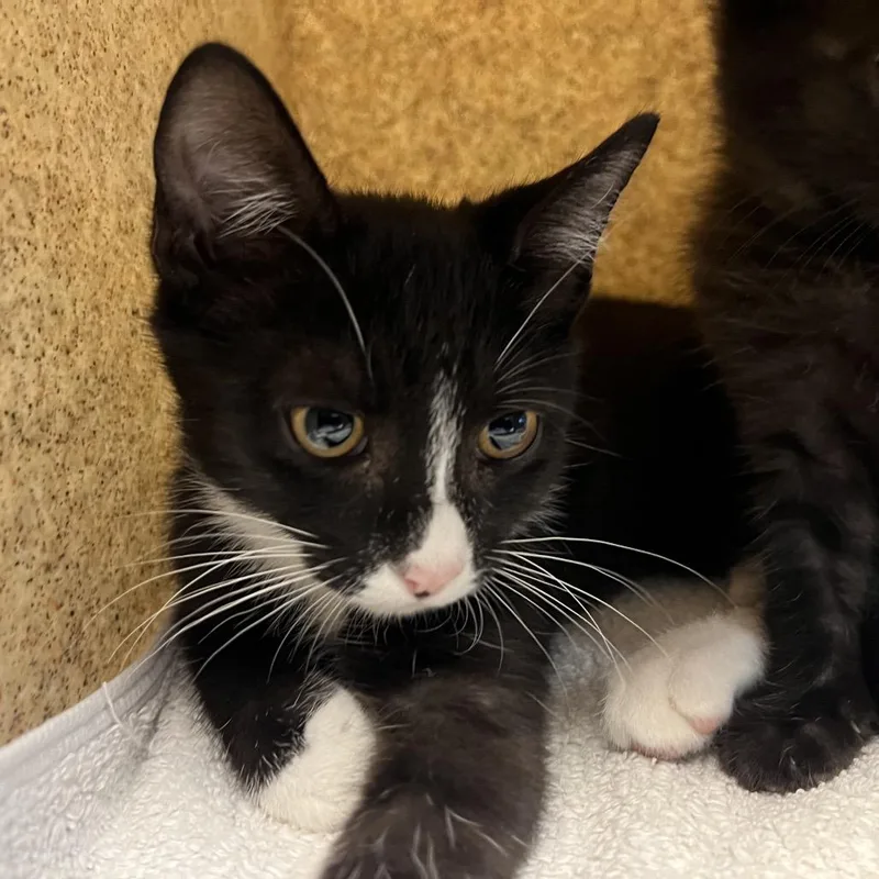 A baby small-sized male Black Domestic Short Hair cat named Macadamia for adoption in Pasadena, CA