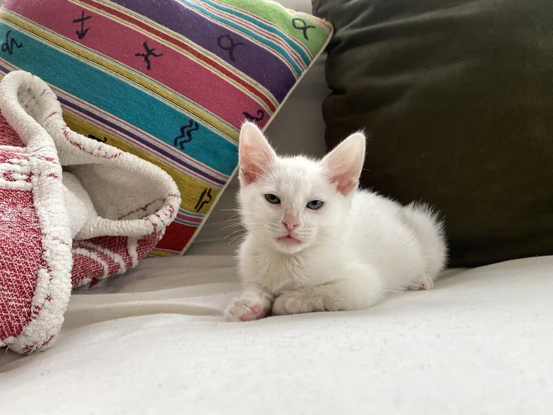 A baby medium-sized male Domestic Short Hair cat named Akiko for adoption in Wesley Chapel, FL