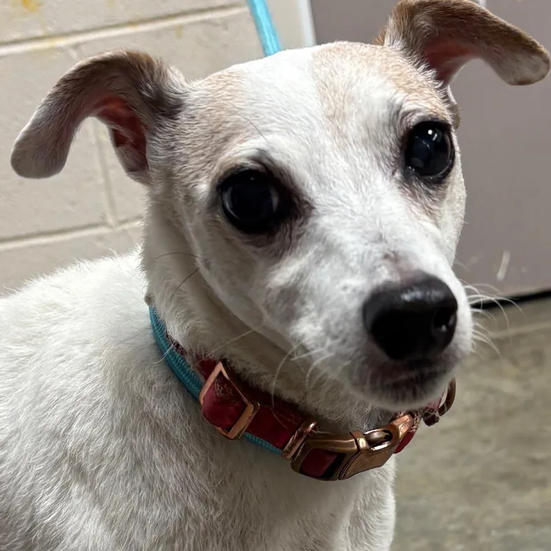 A senior small-sized female White / Cream Jack Russell Terrier dog named Penny for adoption in Manhattan, KS
