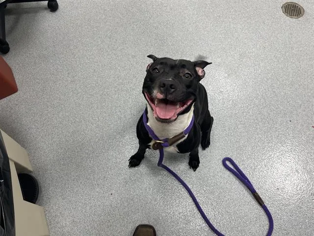 A young medium-sized female Pit Bull Terrier dog named A for adoption in Ocala, FL