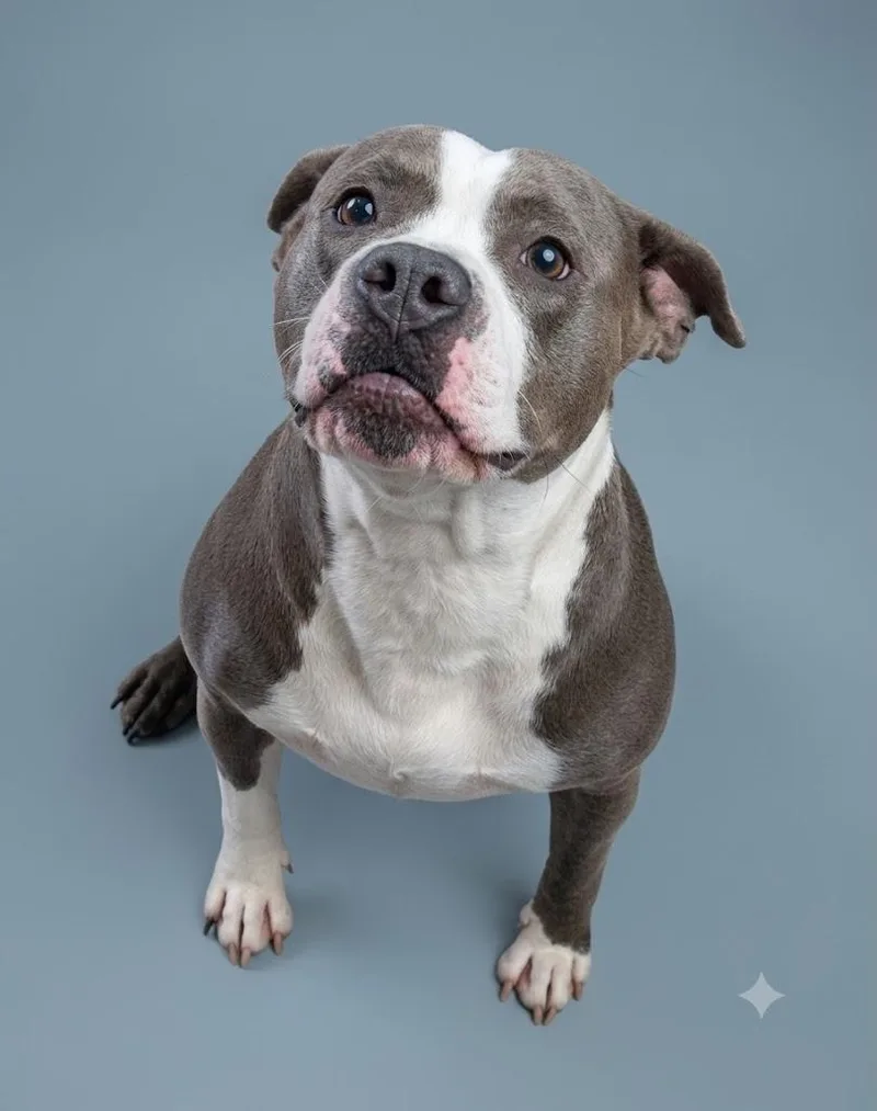 An adult large-sized female Gray / Blue / Silver Pit Bull Terrier dog named Acorn for adoption in Wooster, OH