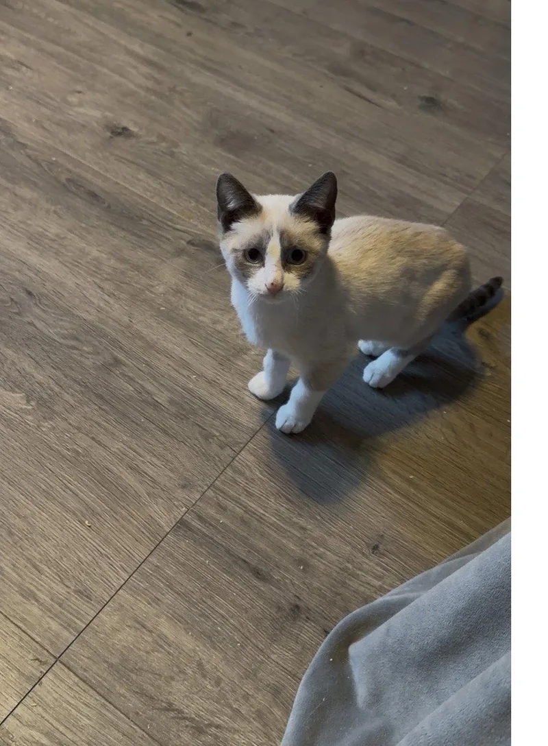A baby medium-sized male Domestic Short Hair cat named Cappuccino for adoption in Stewartsville, NJ