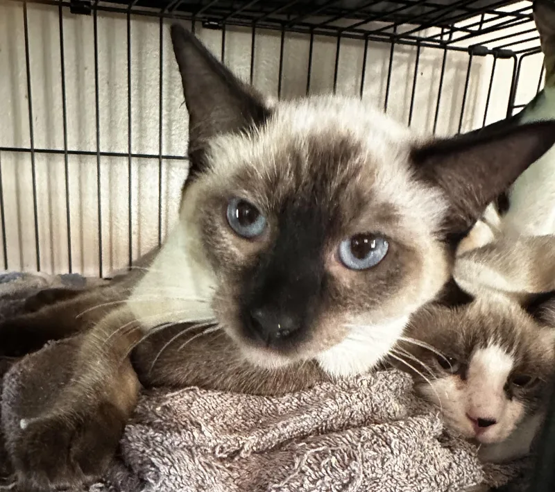 A young medium-sized male Seal Point Siamese cat named Ceaser for adoption in Lake Worth, FL