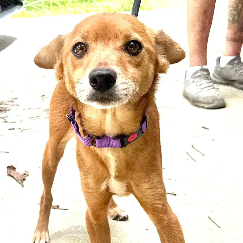 An adult medium-sized female Beagle dog named Enid s for adoption in Sequatchie, TN