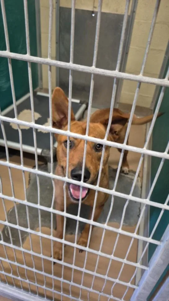 A young large-sized female Rhodesian Ridgeback dog named Molly for adoption in Texas City, TX