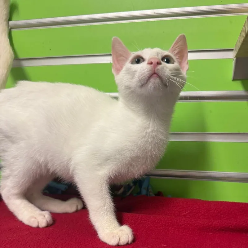 A baby small-sized male White Domestic Short Hair cat named Ken for adoption in Naples, FL