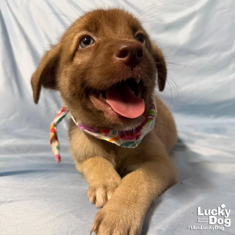 A baby medium-sized female Labrador Retriever dog named Sallie for adoption in Washington, DC