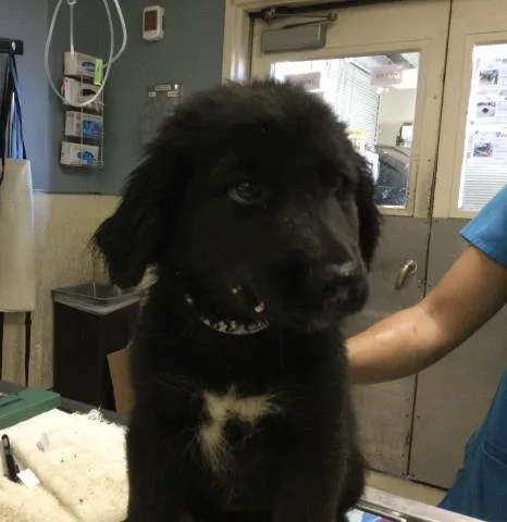 A baby small-sized female Labrador Retriever dog named Caroline for adoption in Riverside, CA