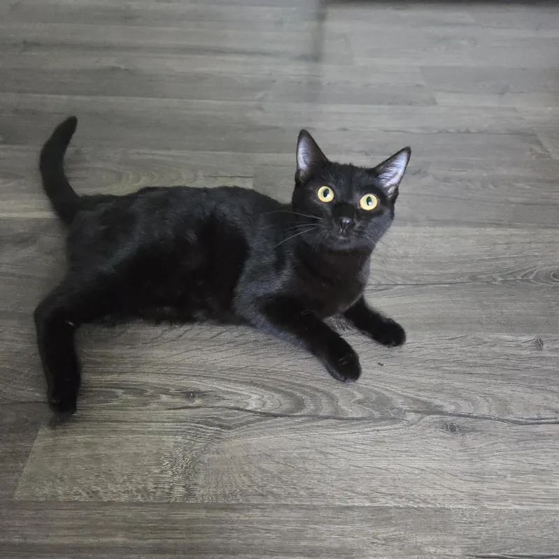 Mortianna thumbnail 3