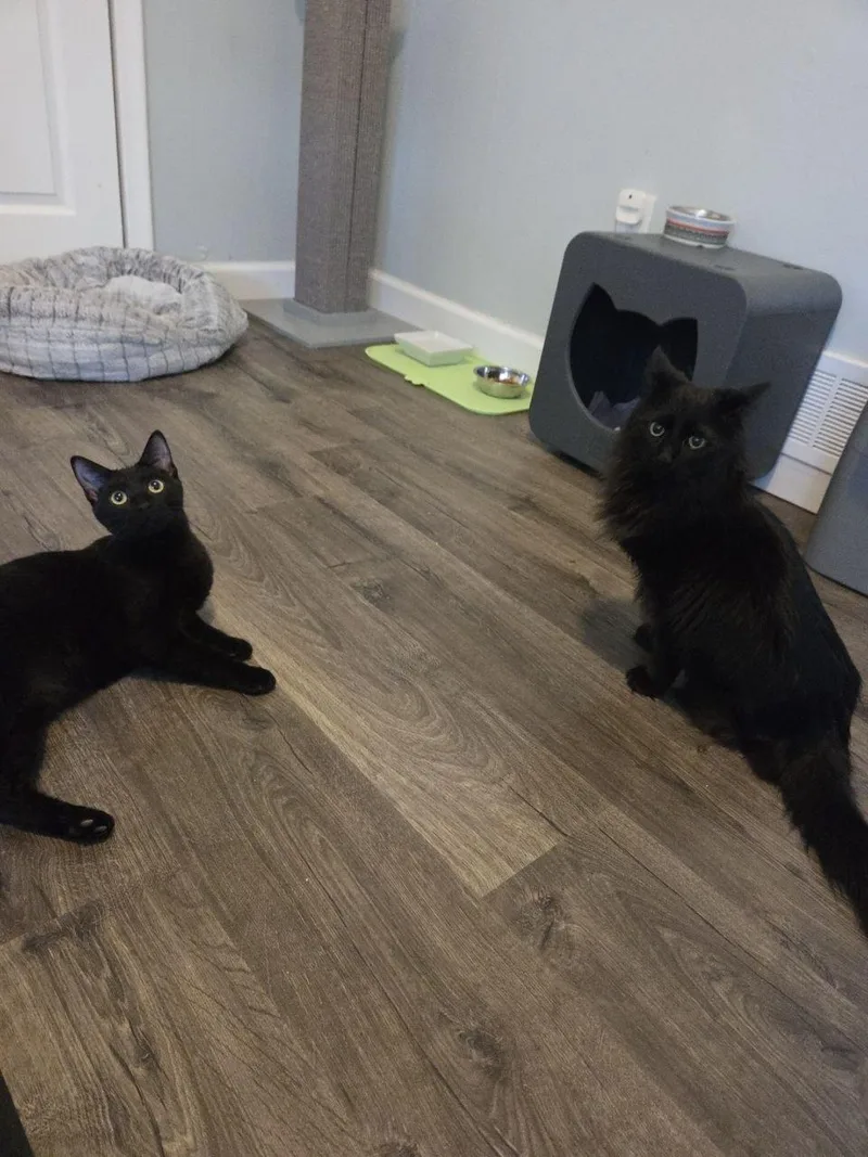 Mortianna thumbnail 5