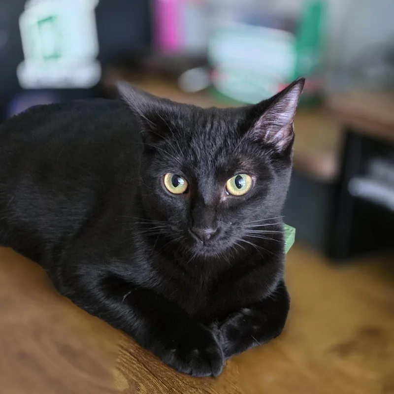 Mortianna thumbnail 6