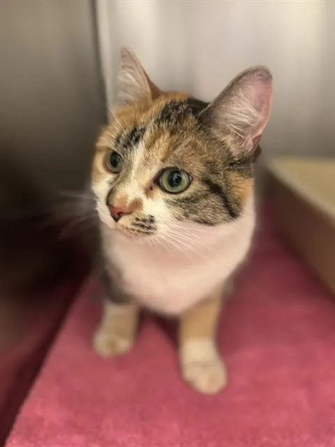 An adult medium-sized female Domestic Short Hair cat named Bug for adoption in West Valley City, UT