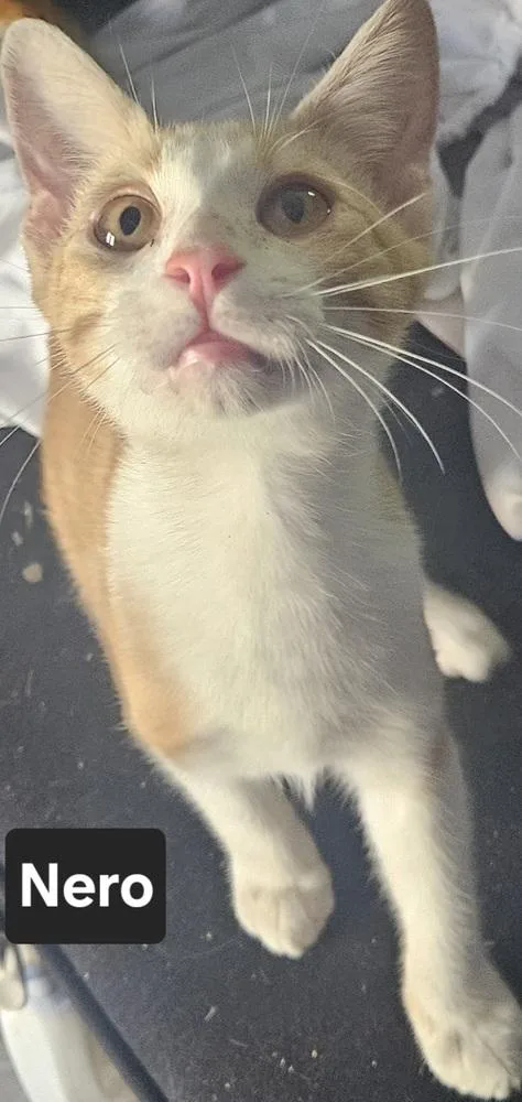 A baby small-sized male Orange & White Domestic Short Hair cat named Nero for adoption in Wilson, NC
