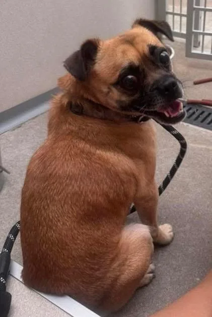 An adult small-sized male Pug dog named Ace for adoption in Little Rock, AR