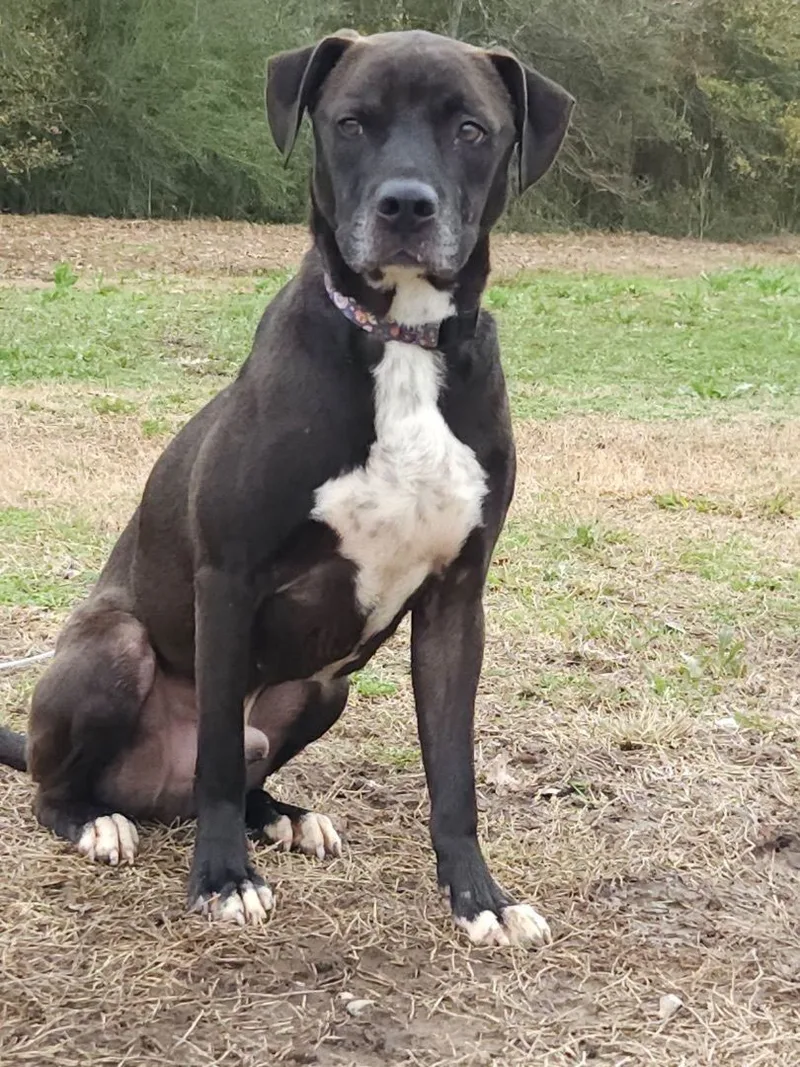 A young medium-sized male Hound dog named Zed for adoption in Ville platte, LA