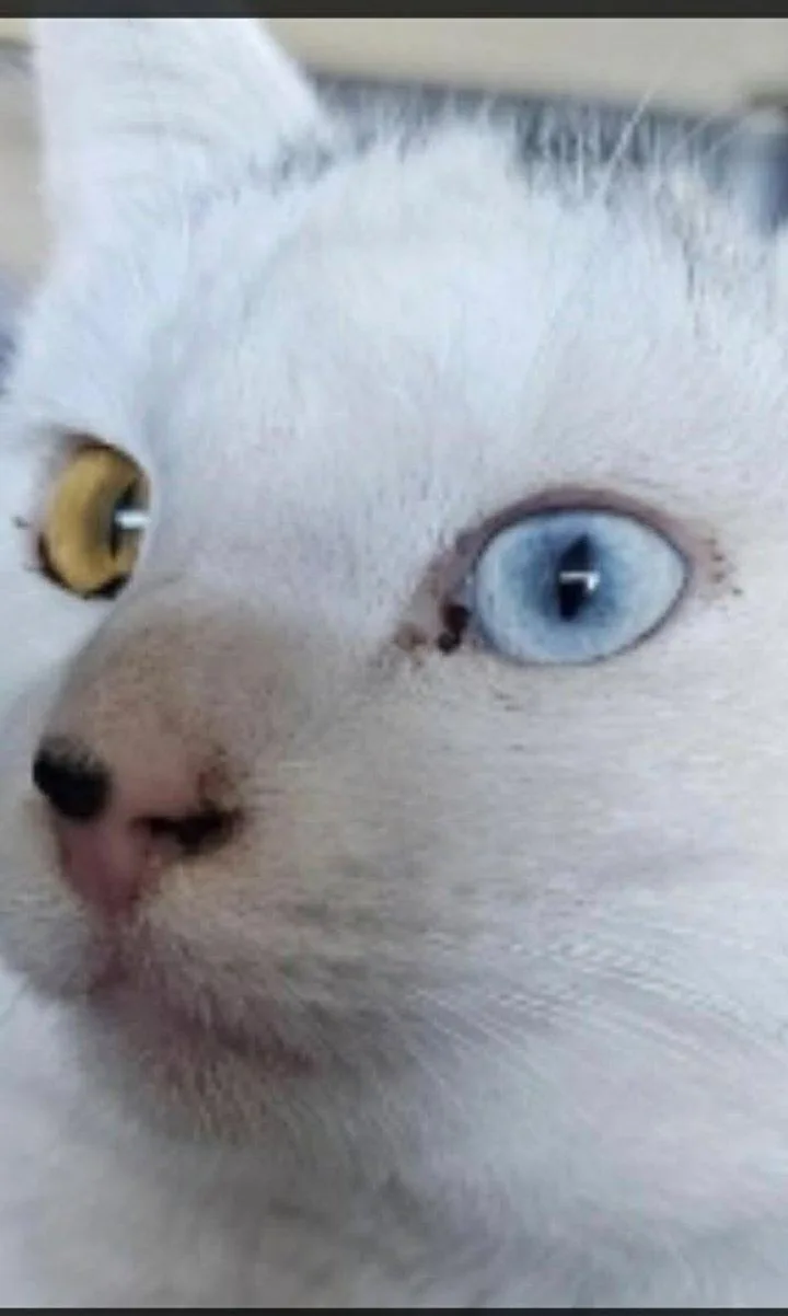 An adult medium-sized male Domestic Short Hair cat named BowieSpike for adoption in Glendale, AZ