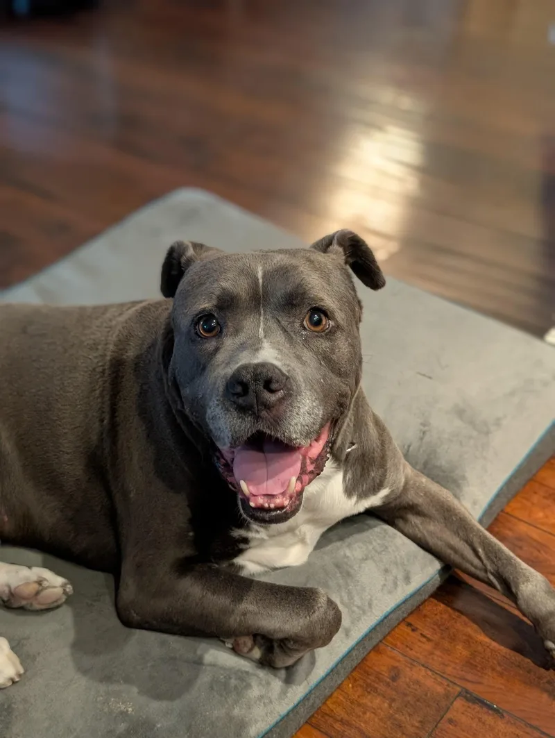 An adult large-sized male Gray / Blue / Silver Staffordshire Bull Terrier dog named Tyson for adoption in San Diego, CA