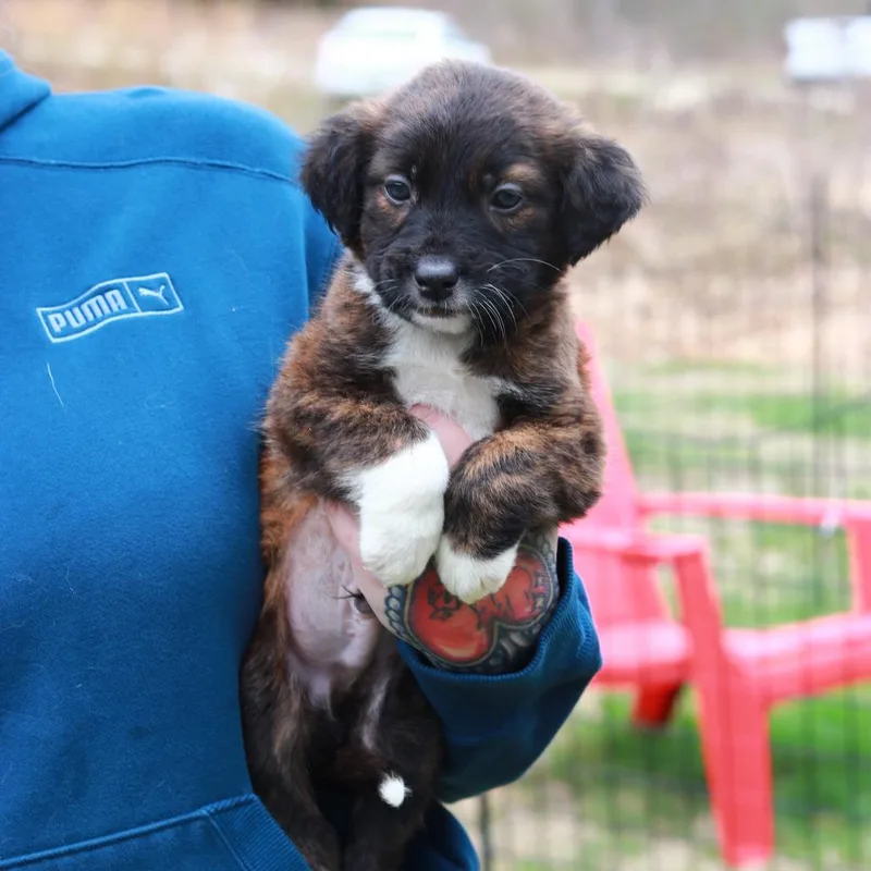 A baby medium-sized male Black Shepherd dog named Ct Hummer Avail Apr for adoption in Eastford, CT