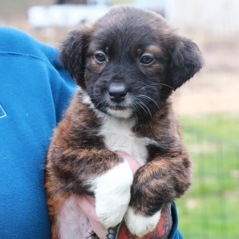 Ct Hummer Avail Apr thumbnail 2