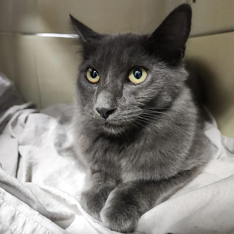 A young medium-sized female Gray / Blue / Silver Domestic Long Hair cat named Marcie for adoption in Tampa, FL