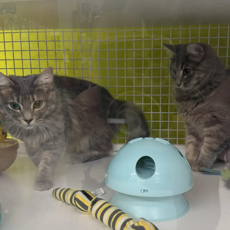 Misty & Drizzle thumbnail 2