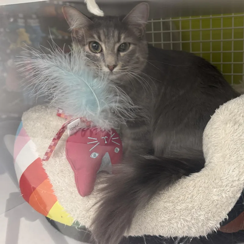 Misty & Drizzle thumbnail 3