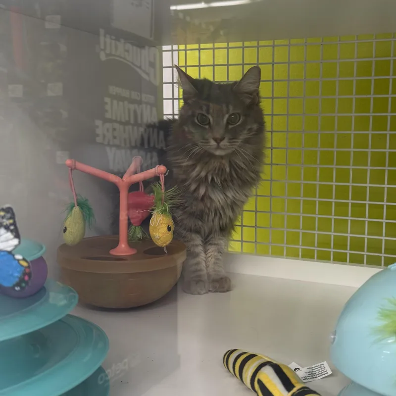 Misty & Drizzle thumbnail 4