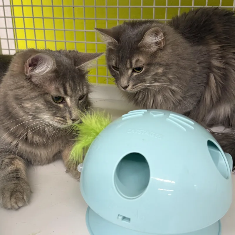 Misty & Drizzle thumbnail 5