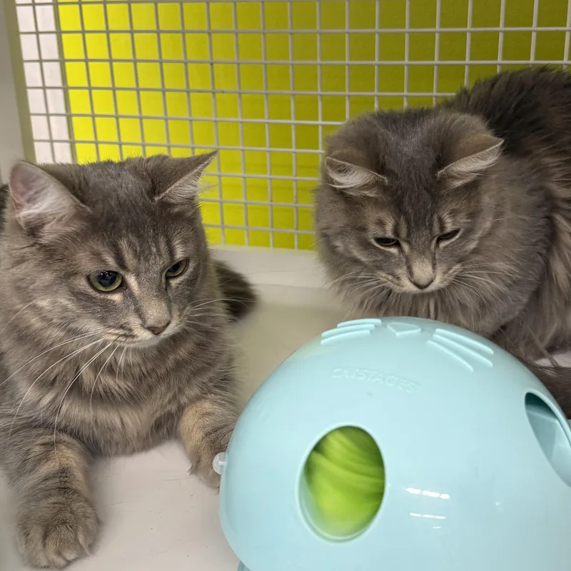 A young medium-sized female Tabby (Gray / Blue / Silver) Domestic Medium Hair cat named Misty & Drizzle for adoption in Brentwood, CA