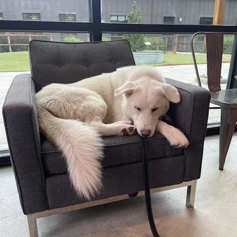 An adult medium-sized male White / Cream Mixed Breed dog named Puff for adoption in Hailey, ID