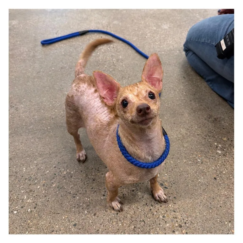 An adult small-sized female Chihuahua dog named Luna for adoption in Pierceton, IN