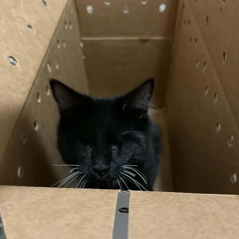 A baby small-sized male Domestic Medium Hair cat named Professor X for adoption in Antioch, CA
