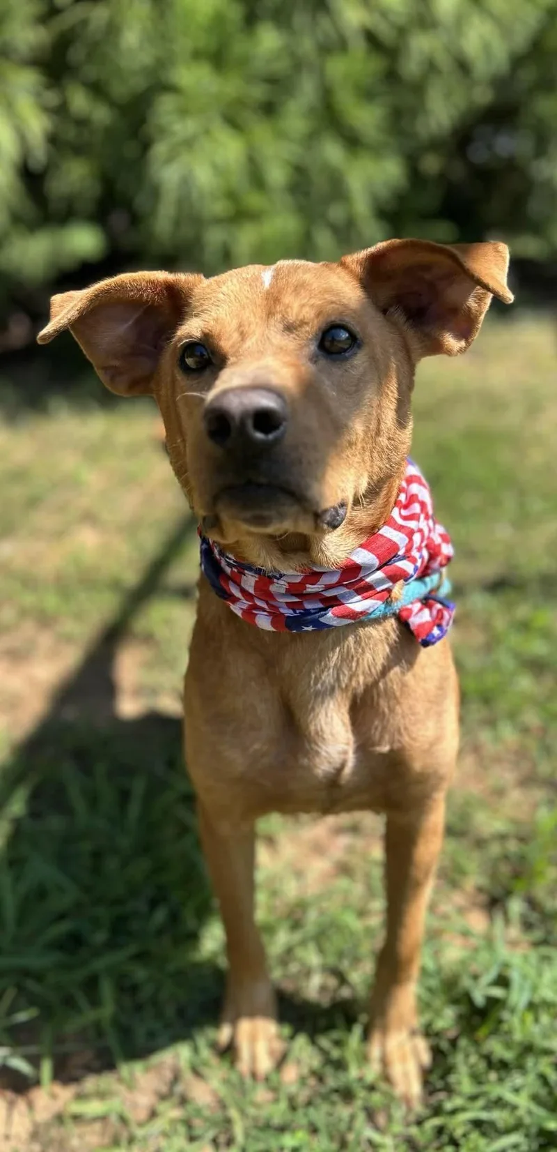 A senior medium-sized male Hound dog named Bailey for adoption in Herndon, VA