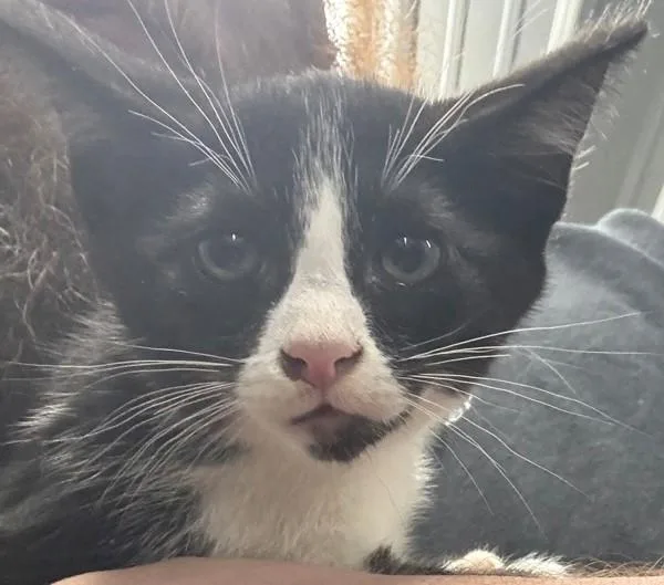 A baby small-sized female Domestic Short Hair cat named Tux for adoption in Campbellsville, KY
