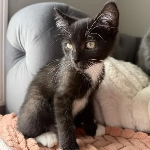 A baby medium-sized male Black & White / Tuxedo Domestic Short Hair cat named Munch for adoption in Seymour, TN