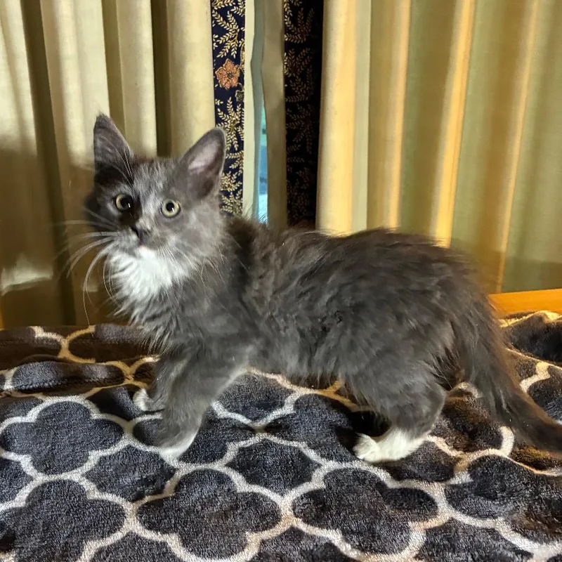 A baby small-sized male Gray / Blue / Silver Domestic Long Hair cat named Gat for adoption in Carmel, IN