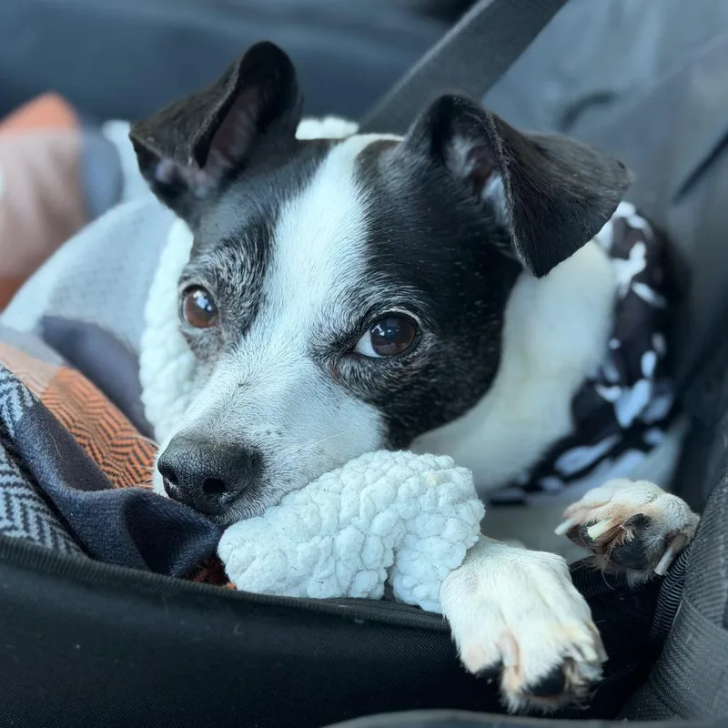 An adult small-sized male Rat Terrier dog named FrankNStein for adoption in New Orleans, LA
