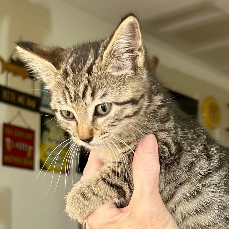 A baby medium-sized female Tabby (Buff / Tan / Fawn) Domestic Short Hair cat named Bunny for adoption in Gastonia, NC