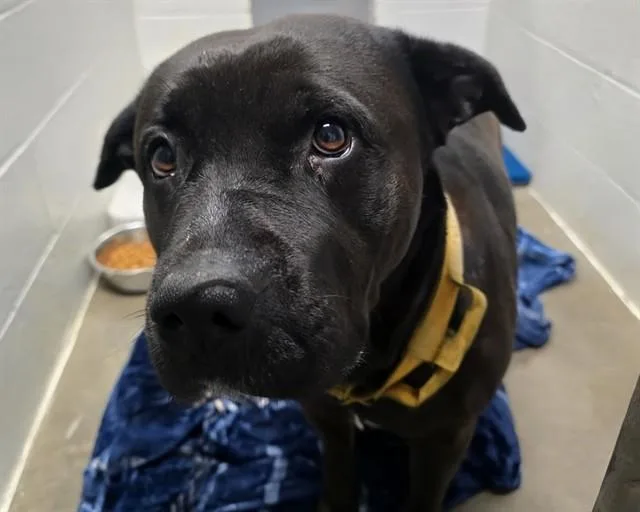 An adult large-sized female Rottweiler dog named Rhonda Rousey for adoption in Olathe, KS