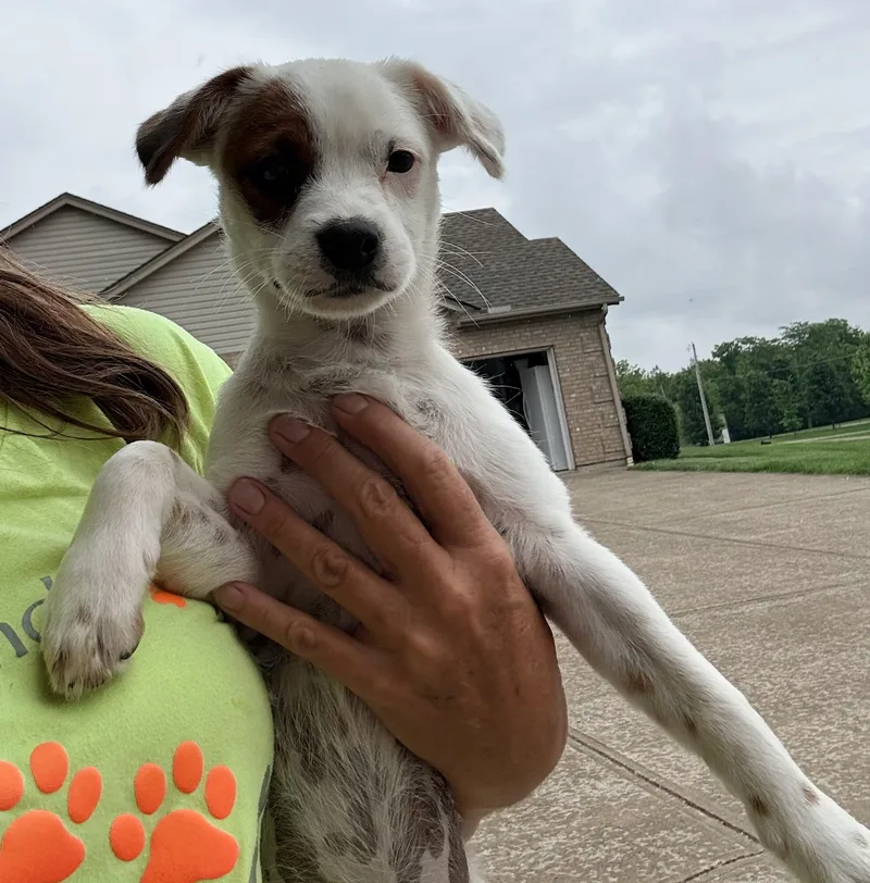 A young medium-sized female White / Cream Terrier dog named Birdie for adoption in Cincinnati, OH