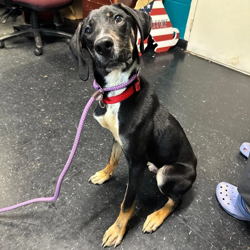 A young medium-sized male Black Beagle dog named Comet for adoption in Fairmont, WV