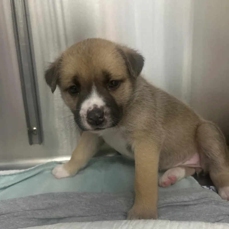 A baby medium-sized female Brown / Chocolate Mixed Breed dog named Sorrel for adoption in Middleburg, FL