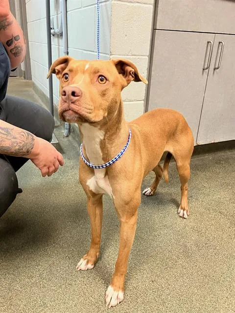 A young medium-sized female Mixed Breed dog named Magnolia for adoption in Jacksonville, FL