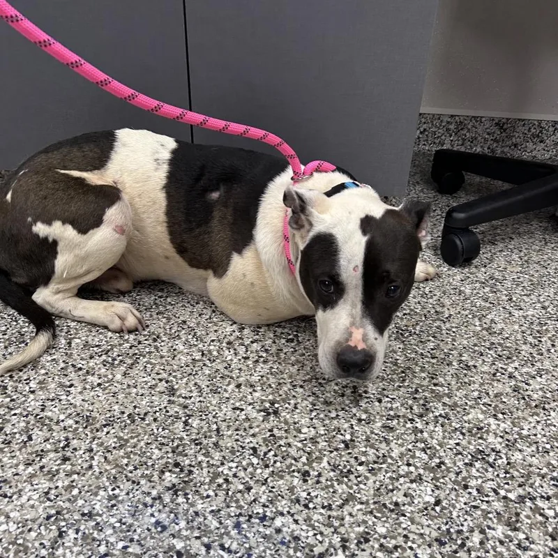 A young medium-sized male Black Pit Bull Terrier dog named Zeke for adoption in Morganton, NC