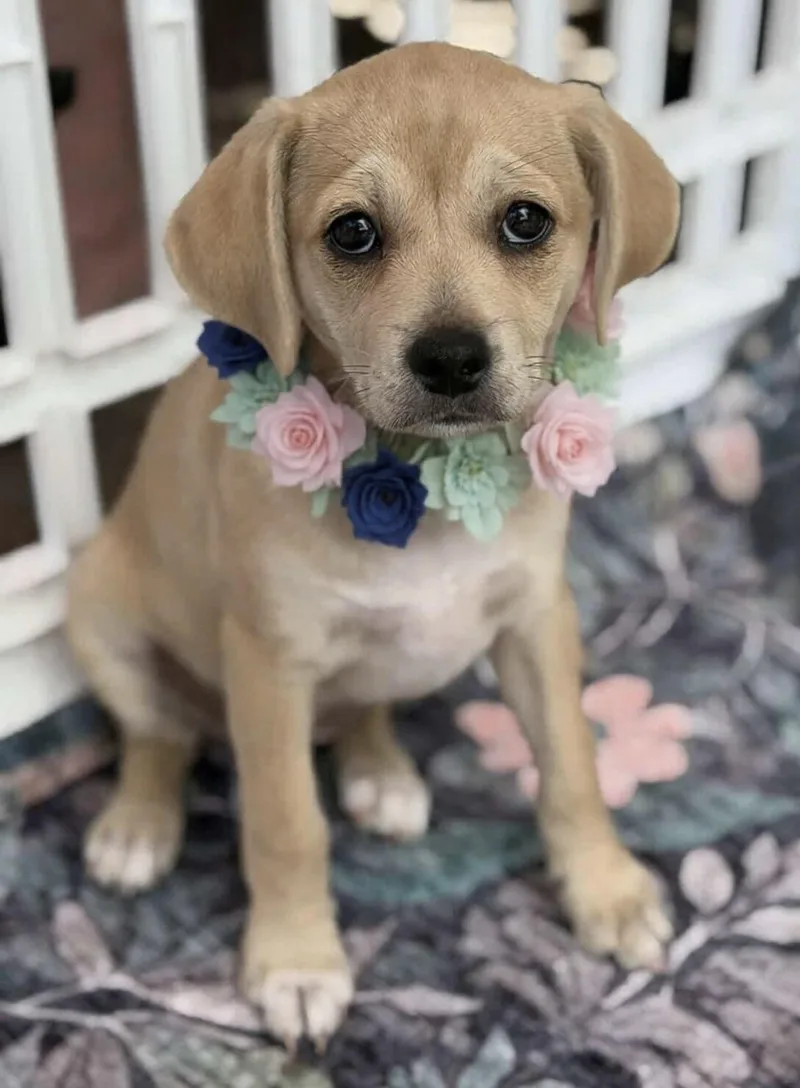 A baby small-sized female Apricot / Beige Pug dog named Toasty for adoption in Corona Del Mar, CA