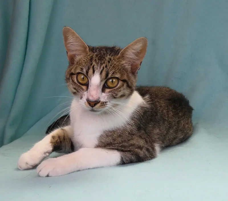 A young small-sized female Gray & White Domestic Short Hair cat named Mary for adoption in Pasadena, CA