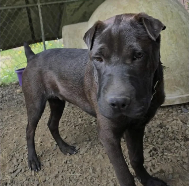 A young medium-sized male Shar-Pei dog named Jun for adoption in Eugene, OR