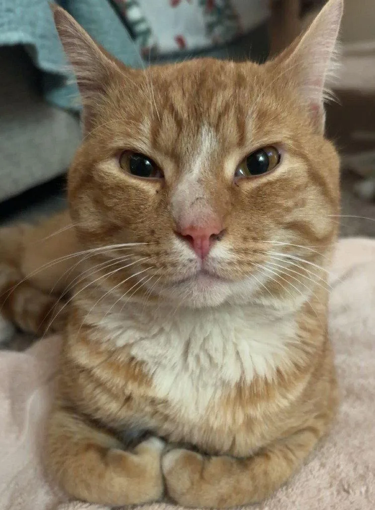 An adult medium-sized male Orange / Red Domestic Short Hair cat named Butters for adoption in Battle Ground, WA
