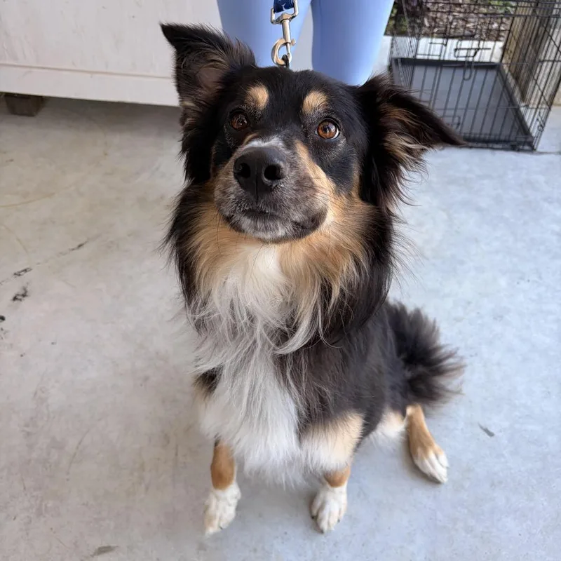 An adult medium-sized male Black Border Collie dog named FinnBiscuit for adoption in Marshall, TX